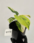 Homalomena rubescens Variegata