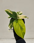 Homalomena rubescens Variegata