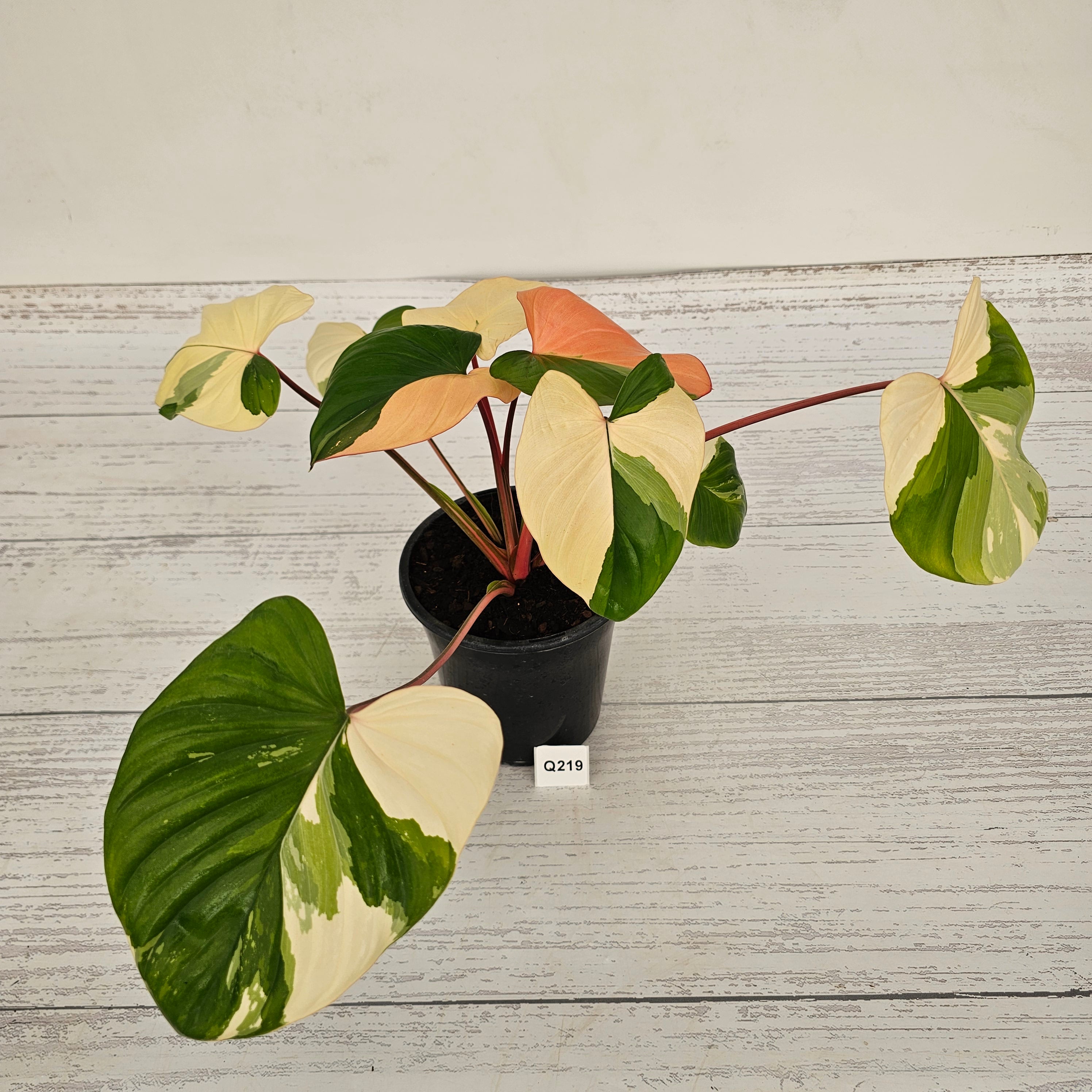 Homalomena rubescens Variegata