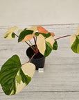 Homalomena rubescens Variegata
