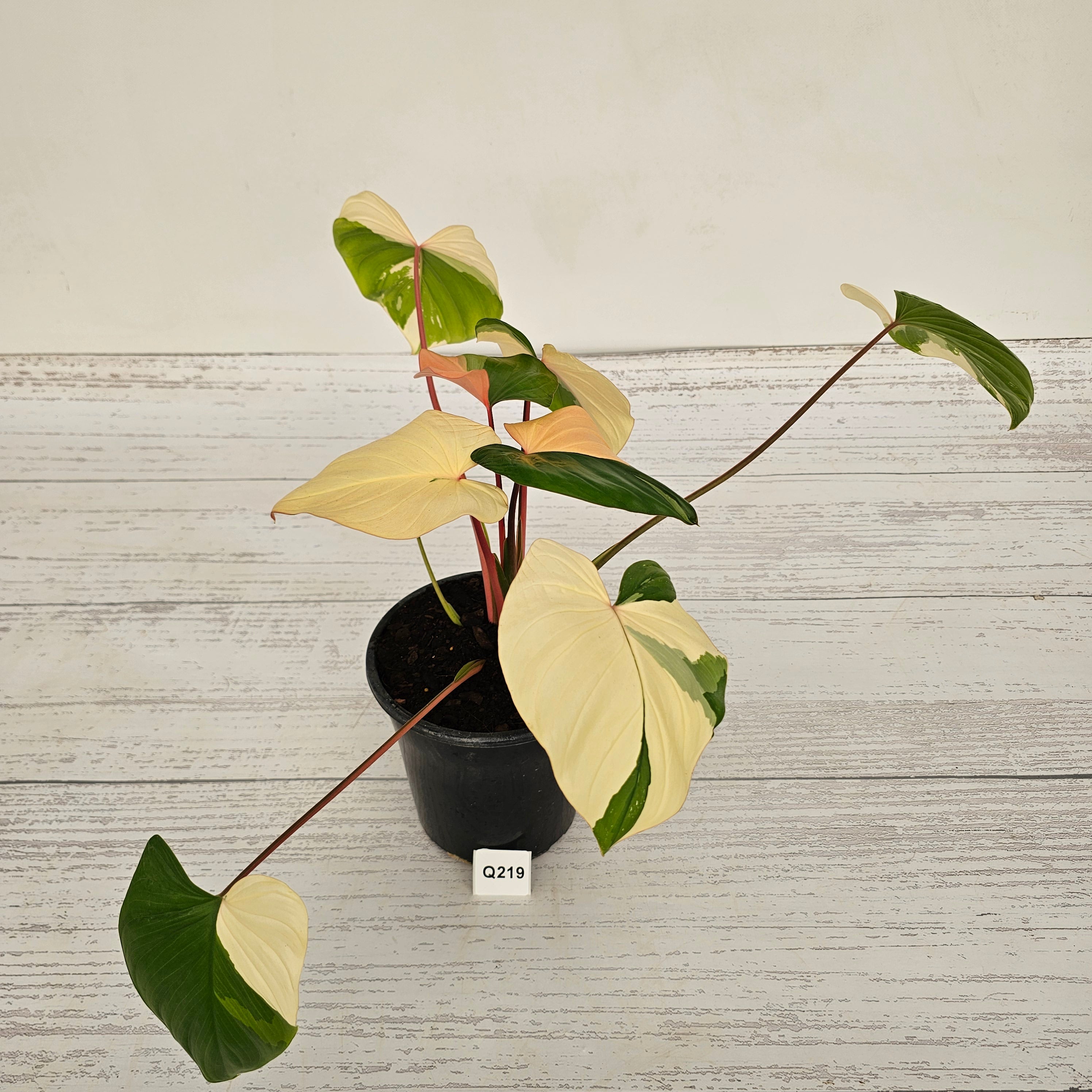 Homalomena rubescens Variegata