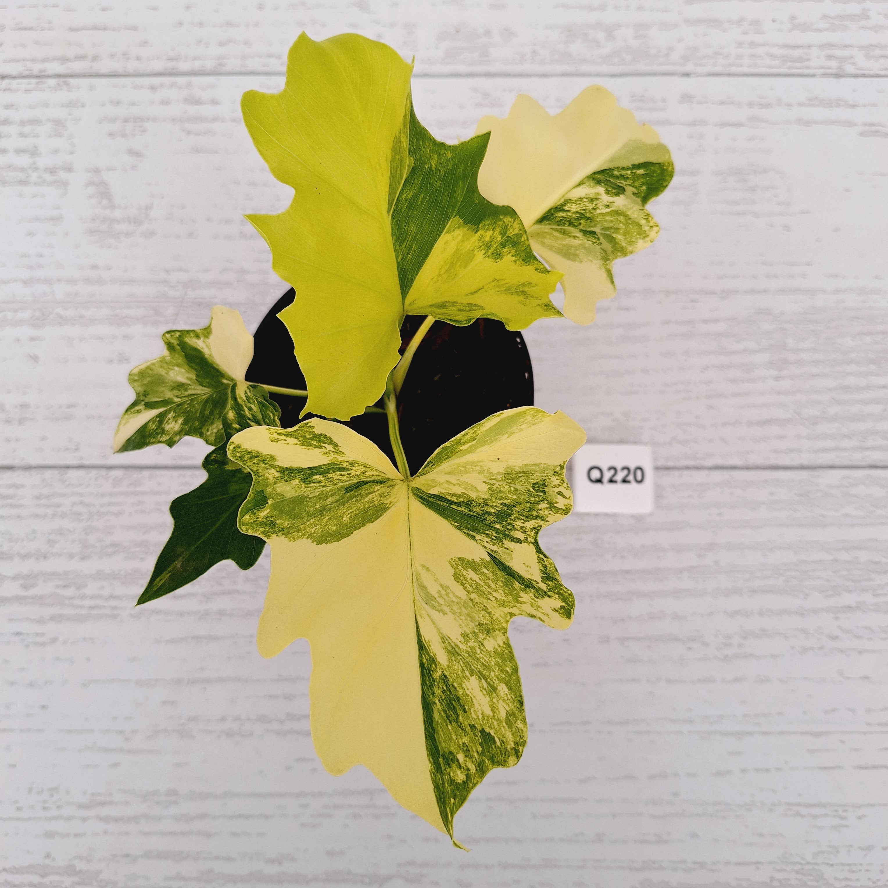 Philodendron bipinnatifidum Variegata