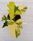 Philodendron bipinnatifidum Variegata