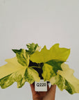 Philodendron bipinnatifidum Variegata