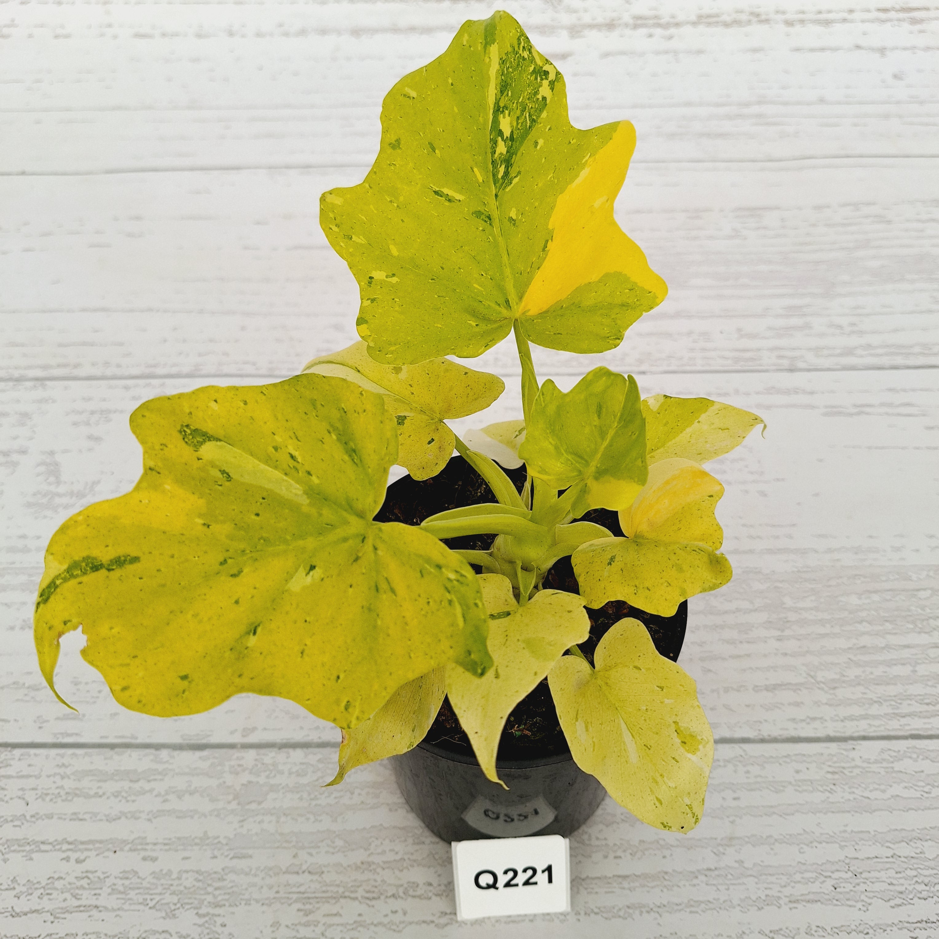 Philodendron warscewiczii Gold Variegata