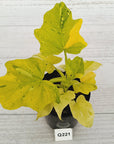Philodendron warscewiczii Gold Variegata
