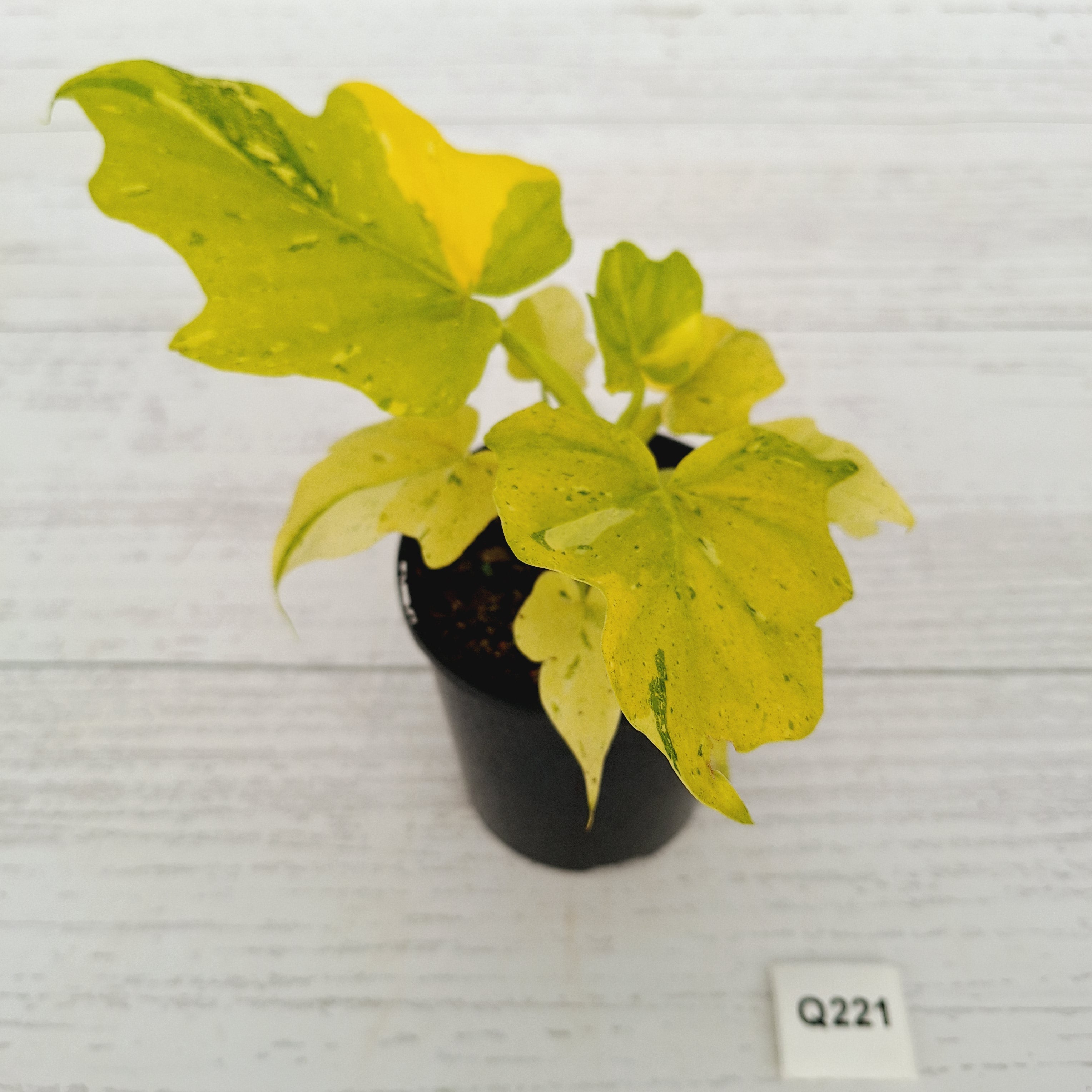 Philodendron warscewiczii Gold Variegata