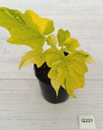 Philodendron warscewiczii Gold Variegata