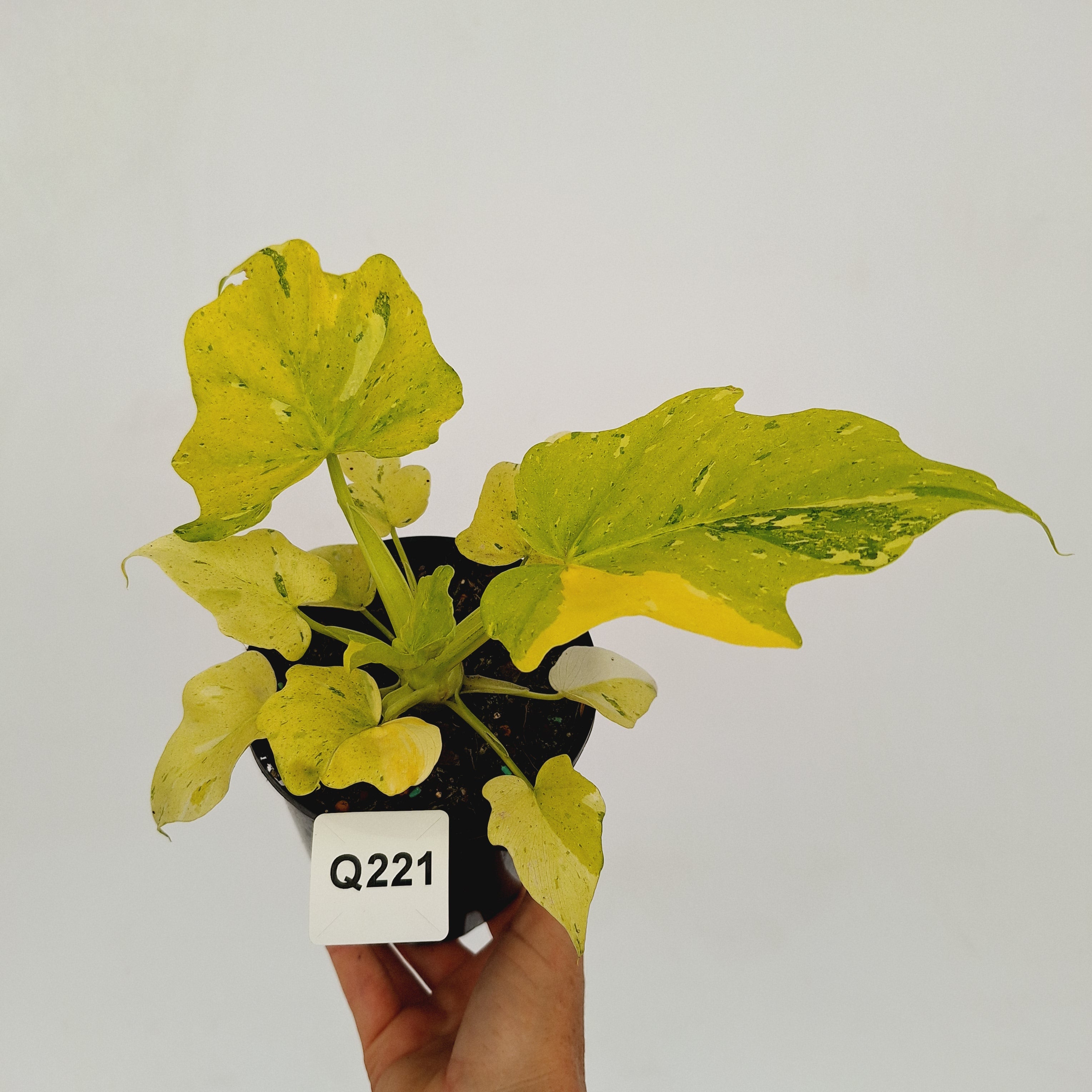 Philodendron warscewiczii Gold Variegata