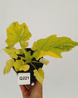 Philodendron warscewiczii Gold Variegata