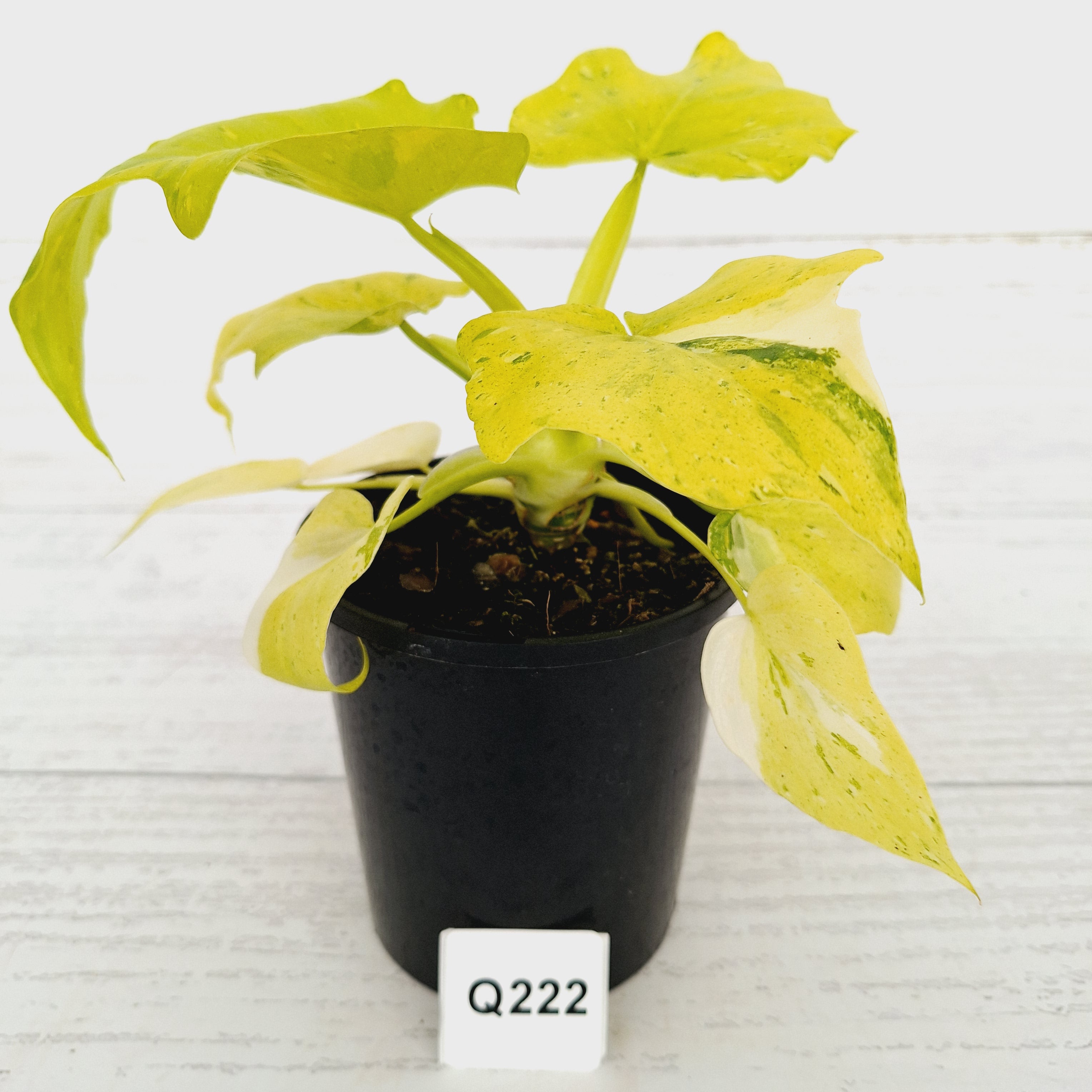 Philodendron warscewiczii Gold Variegata