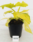 Philodendron warscewiczii Gold Variegata