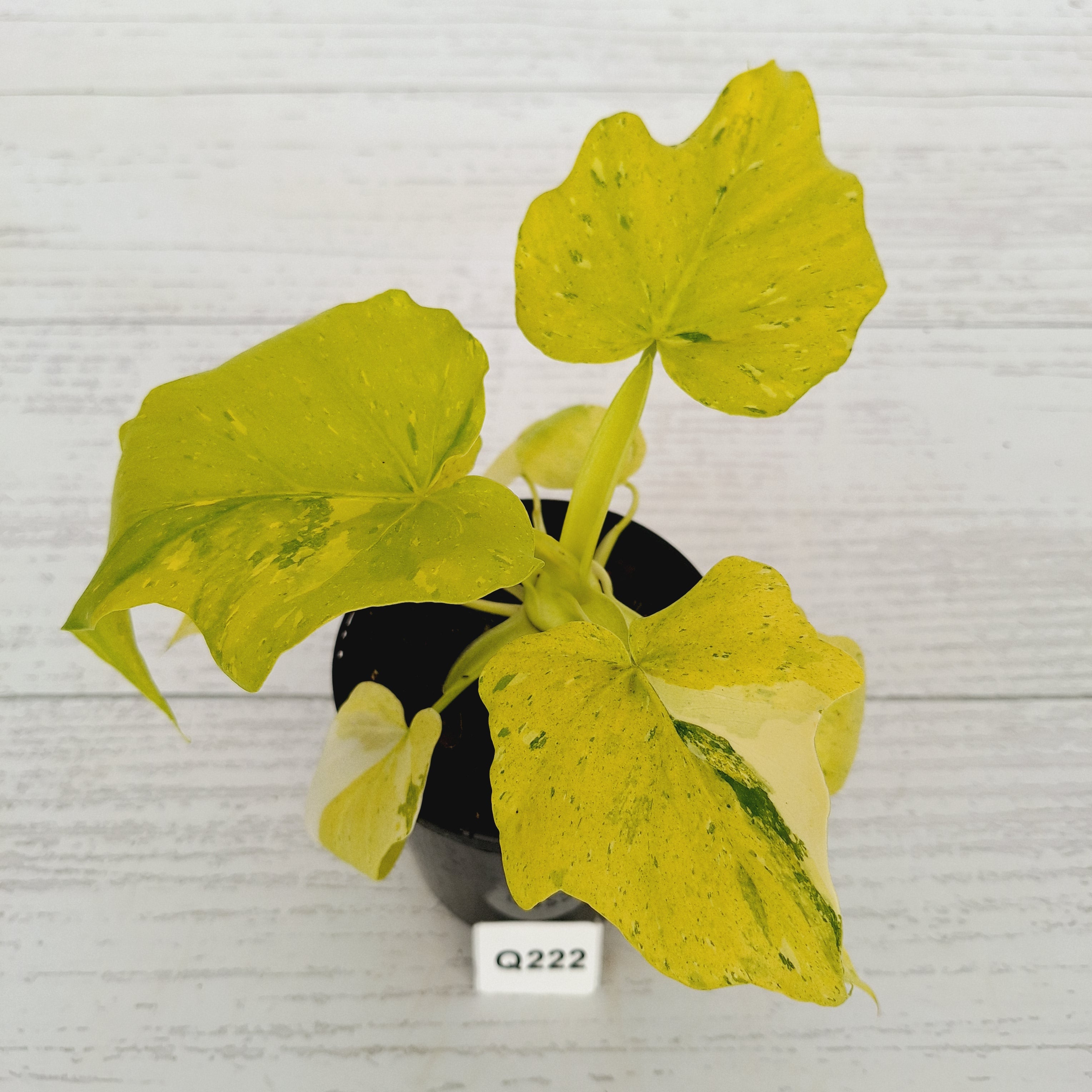 Philodendron warscewiczii Gold Variegata