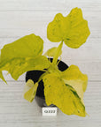 Philodendron warscewiczii Gold Variegata