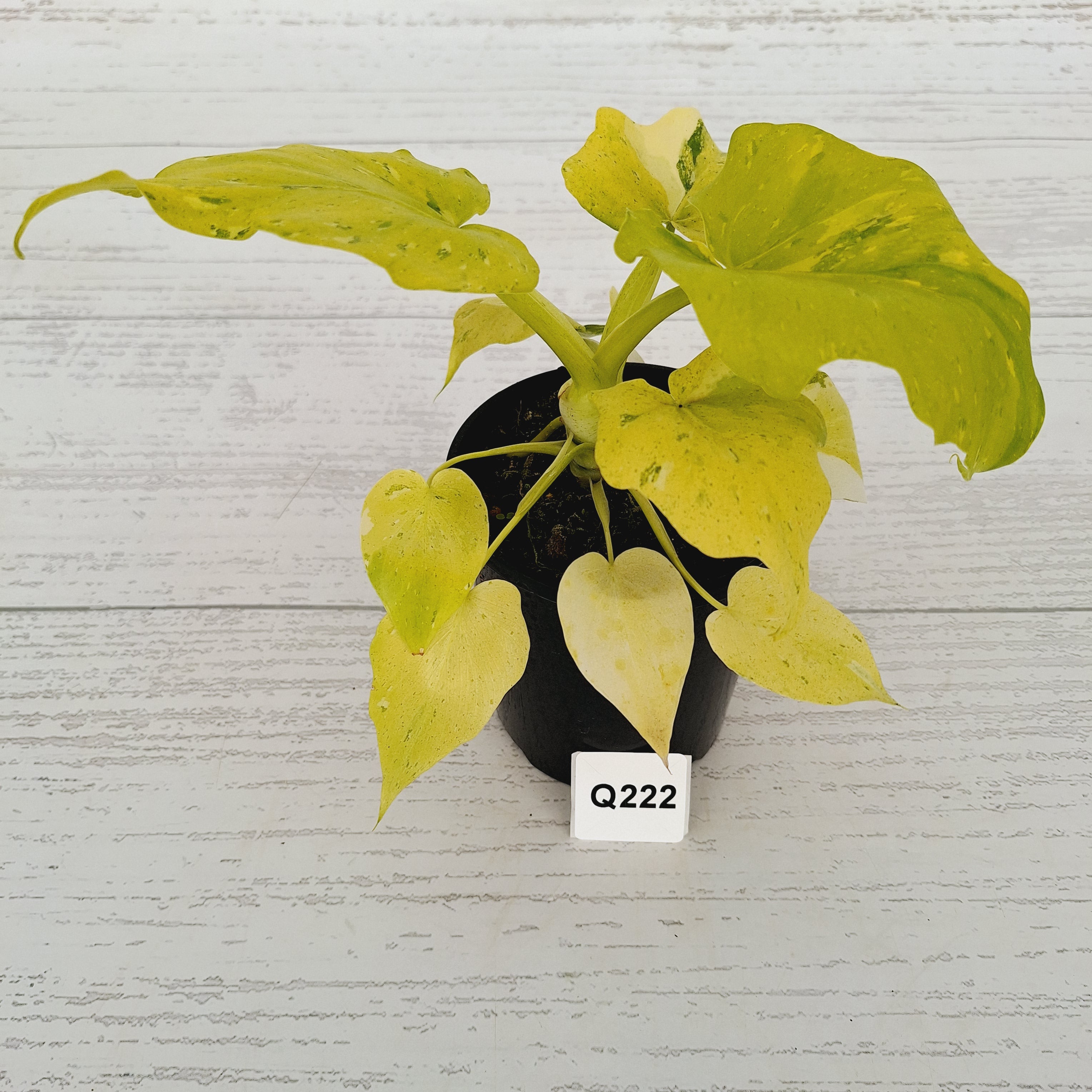 Philodendron warscewiczii Gold Variegata
