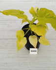 Philodendron warscewiczii Gold Variegata
