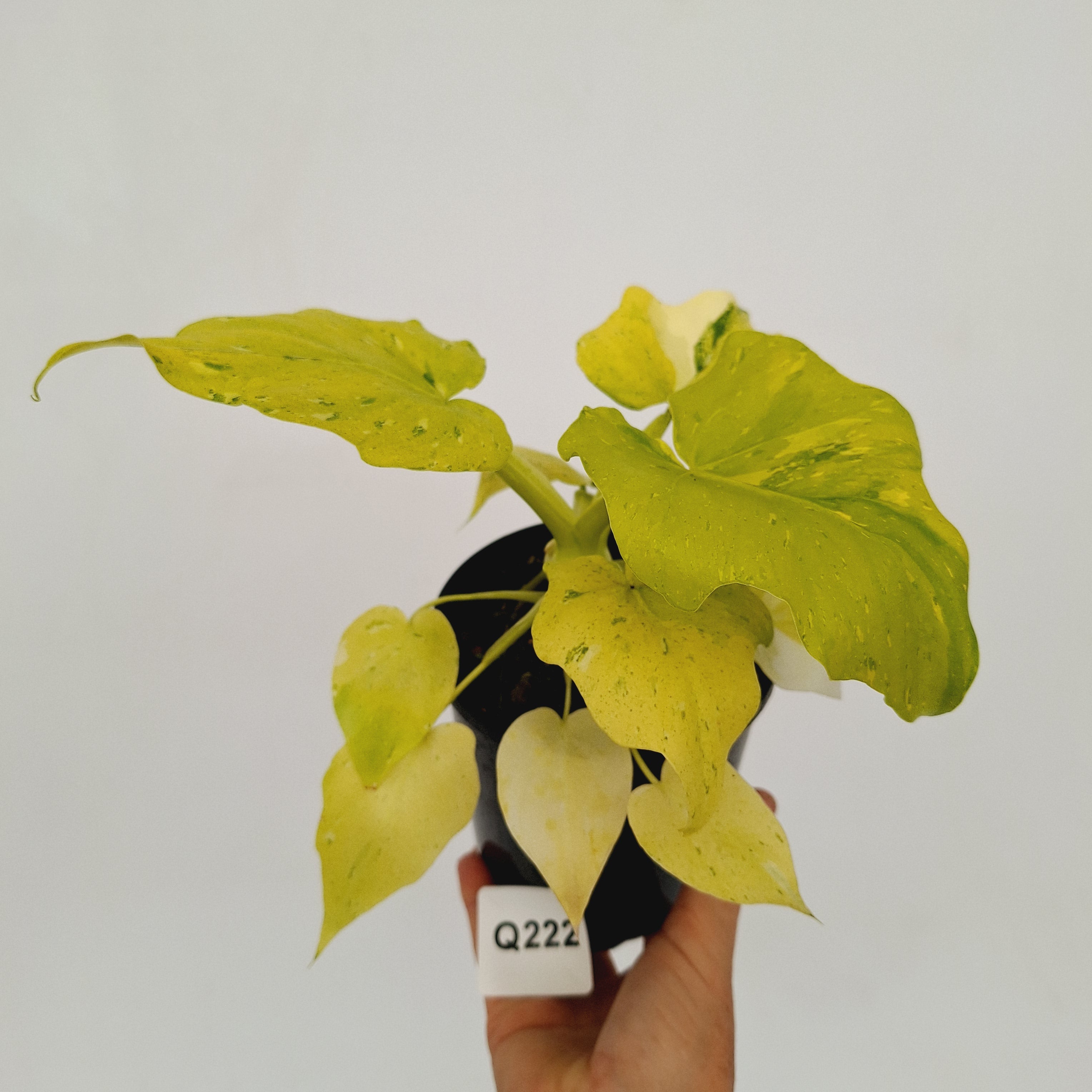 Philodendron warscewiczii Gold Variegata