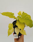 Philodendron warscewiczii Gold Variegata