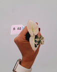 Alocasia reginula 'Black Velvet variegata'- Bare Bottom Baby
