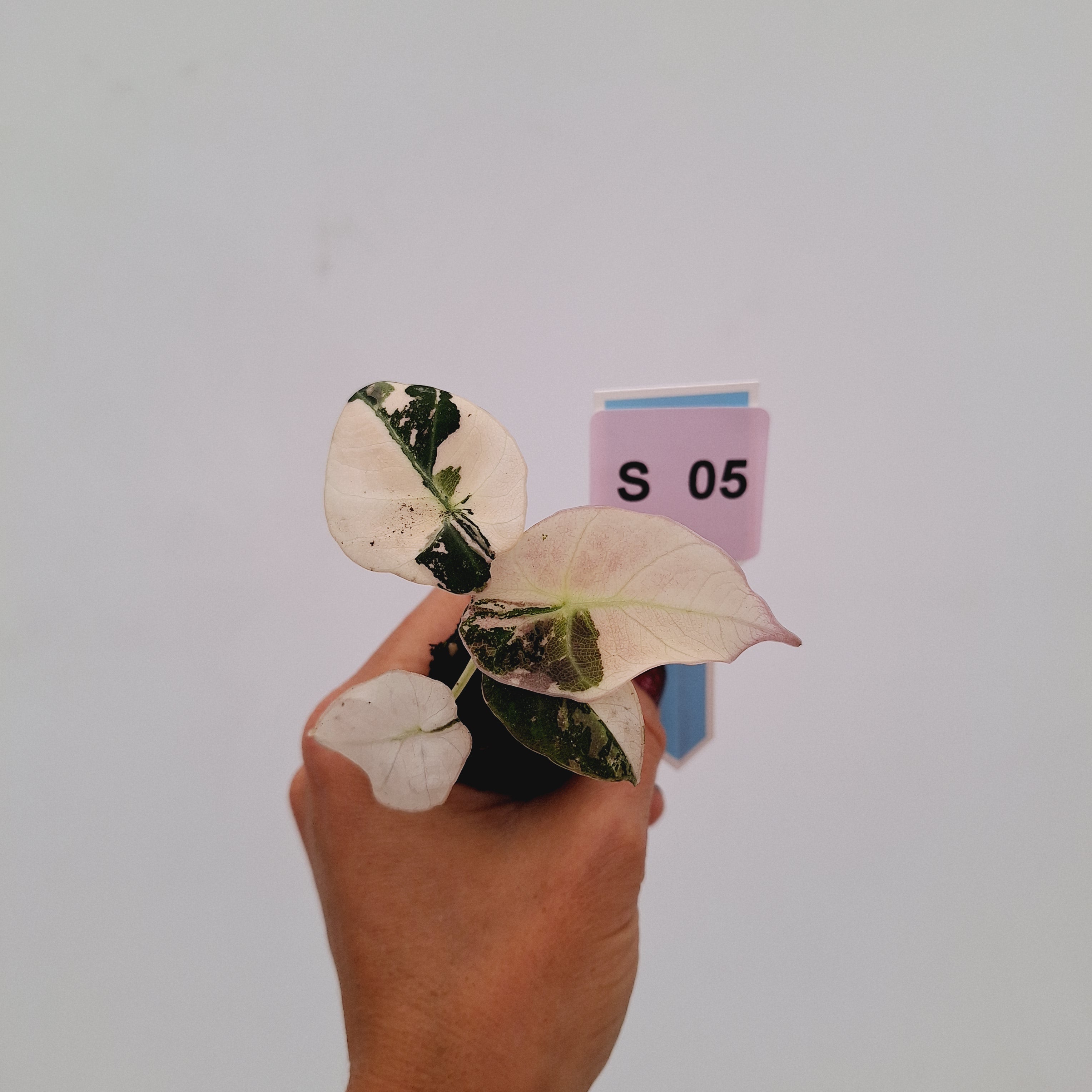 Alocasia reginula 'Black Velvet variegata'- Bare Bottom Baby