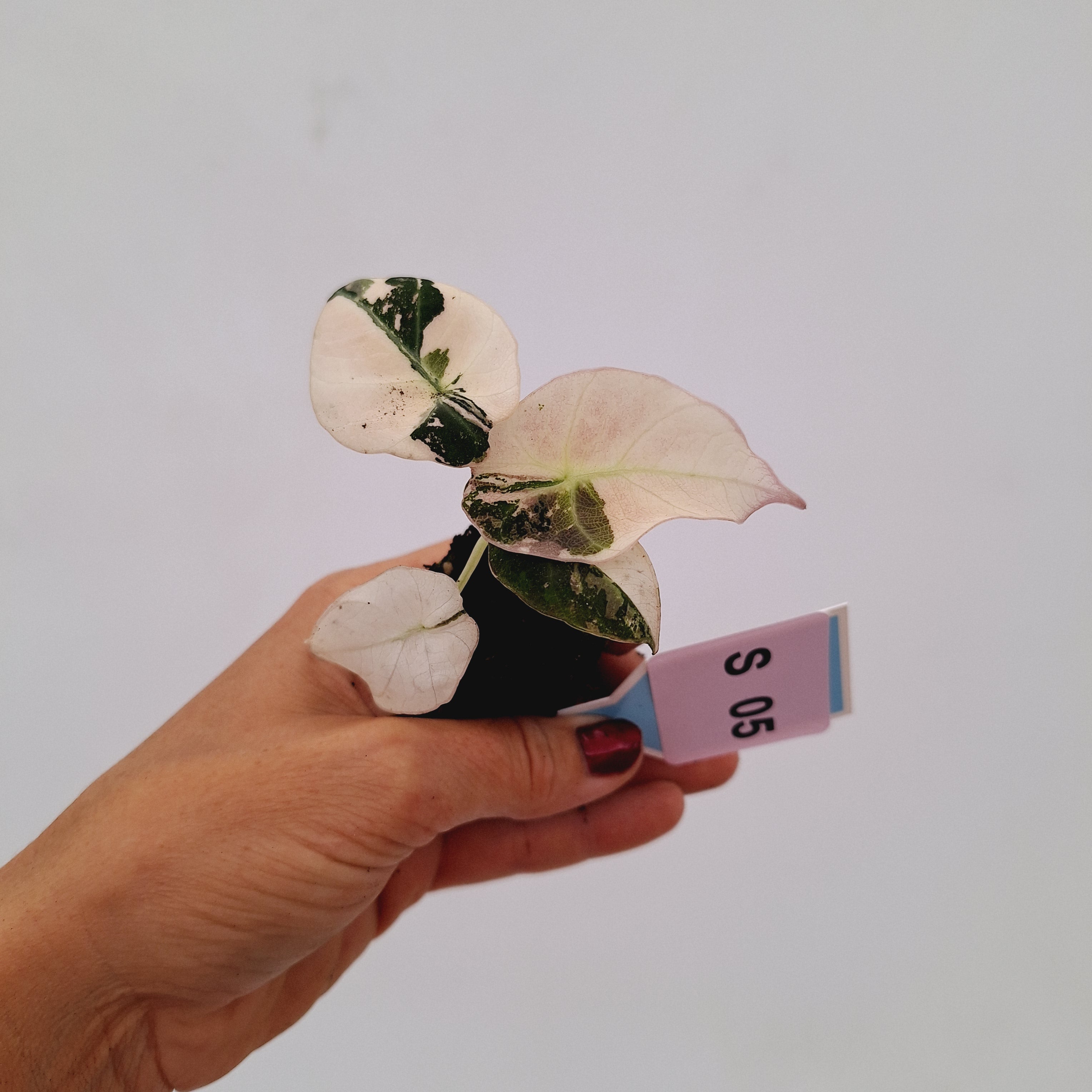 Alocasia reginula 'Black Velvet variegata'- Bare Bottom Baby