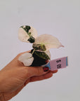 Alocasia reginula 'Black Velvet variegata'- Bare Bottom Baby