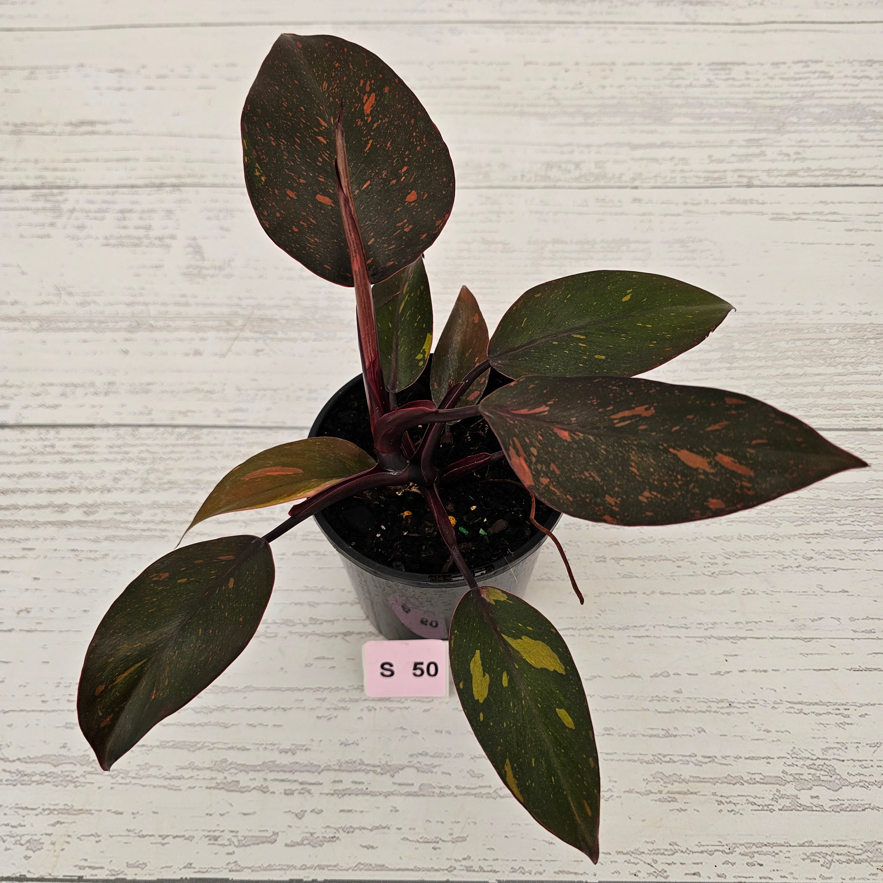 Philodendron 'Orange Princess'