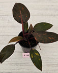 Philodendron 'Orange Princess'