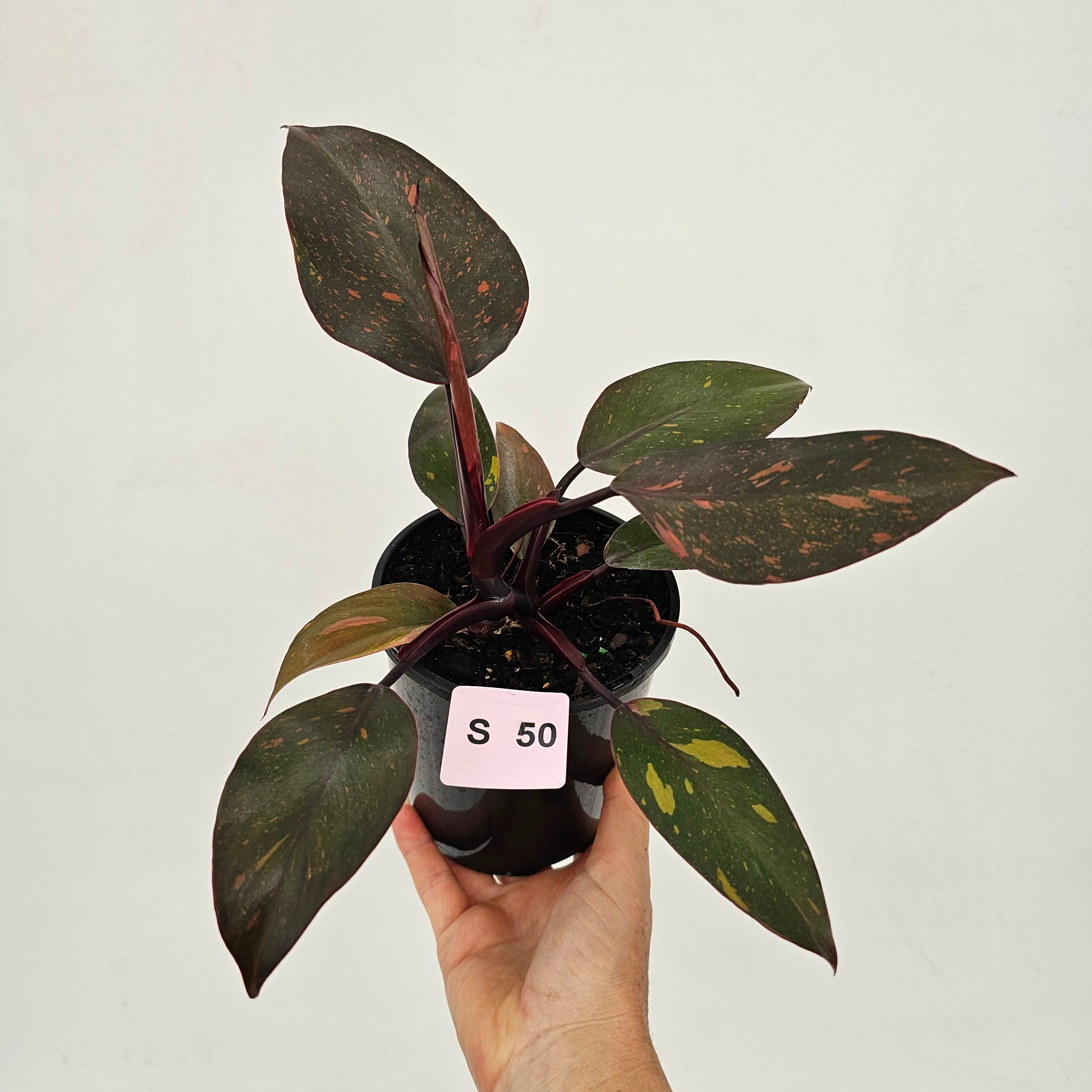 Philodendron 'Orange Princess'