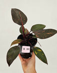 Philodendron 'Orange Princess'