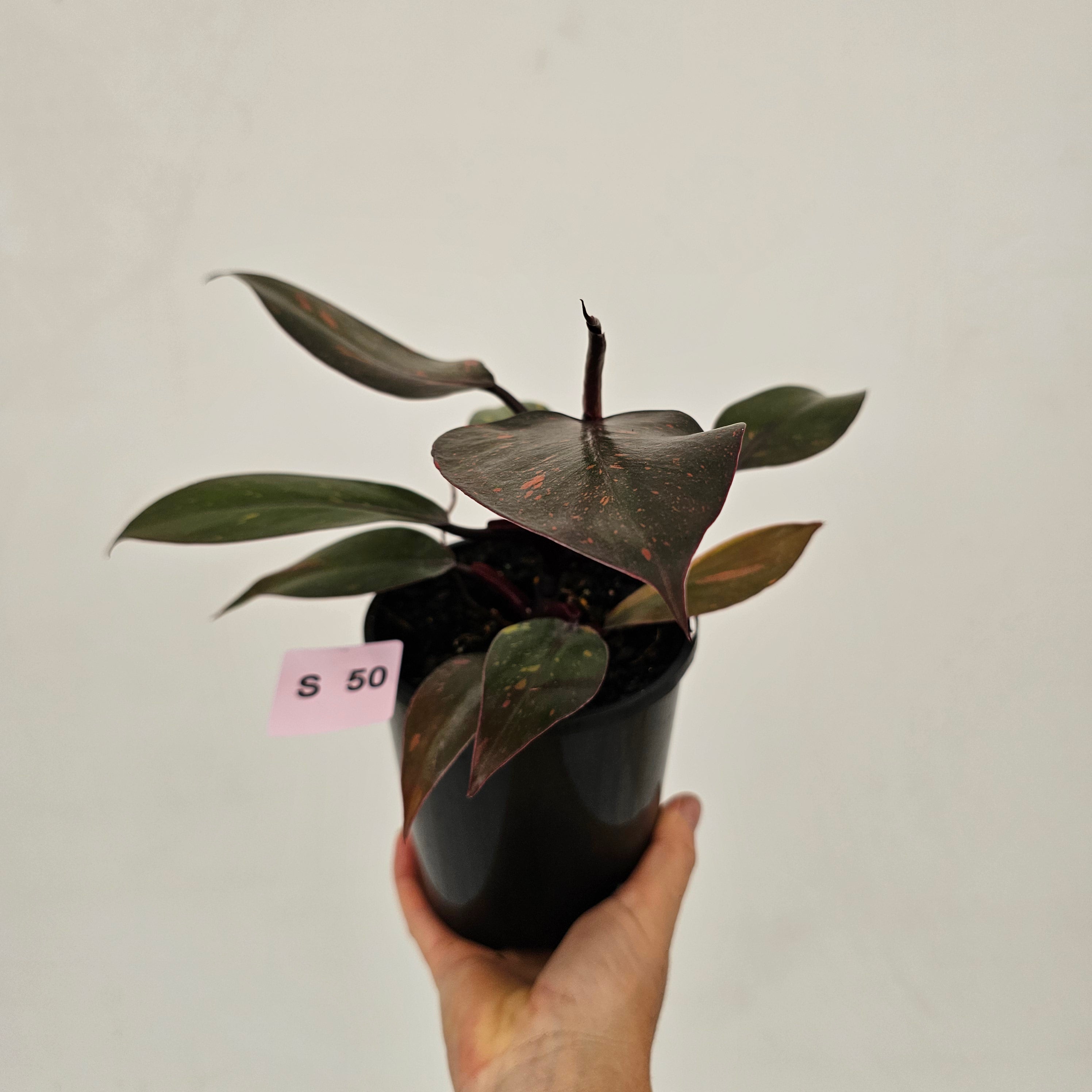 Philodendron 'Orange Princess'