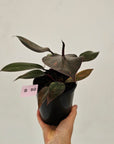 Philodendron 'Orange Princess'