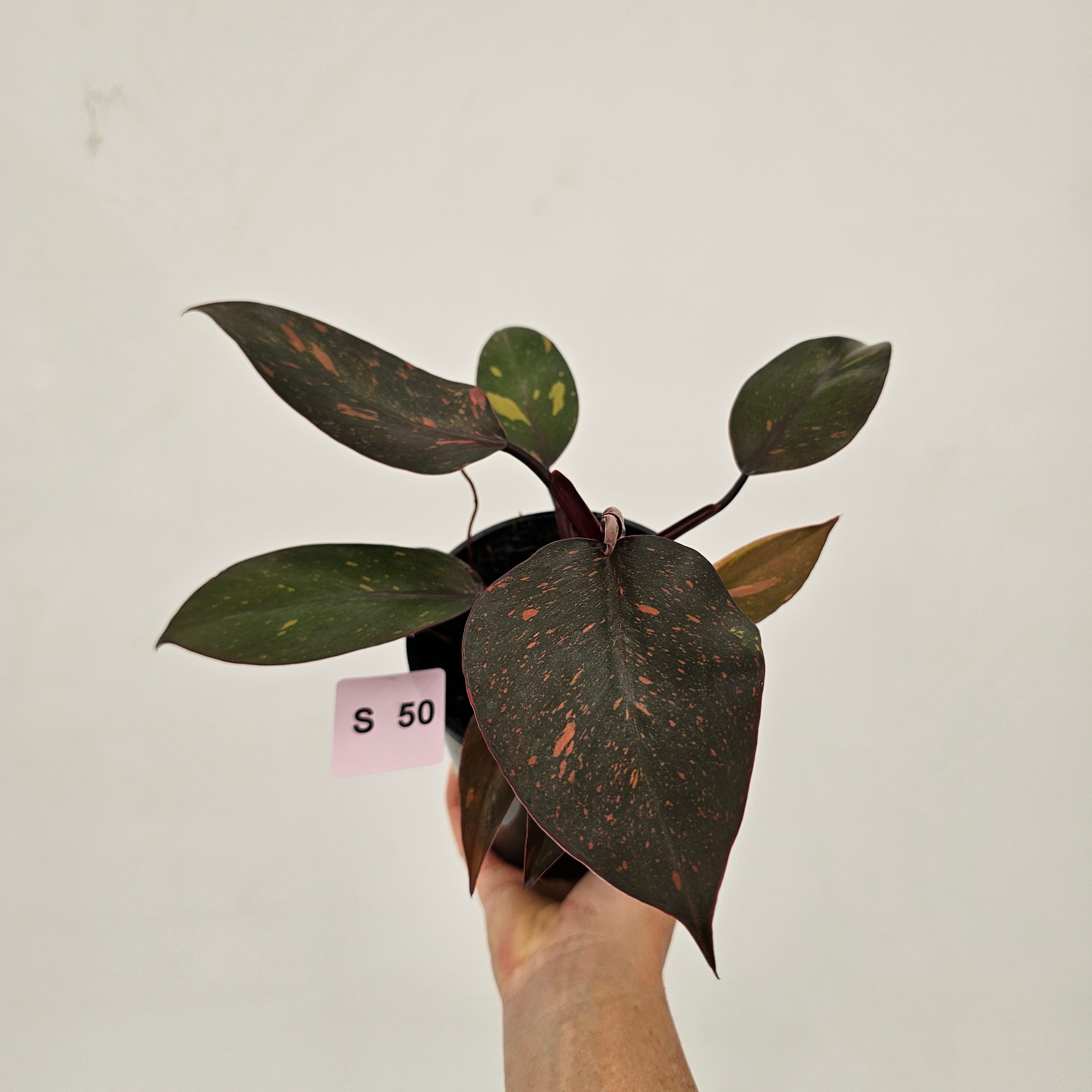 Philodendron 'Orange Princess'