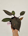 Philodendron 'Orange Princess'