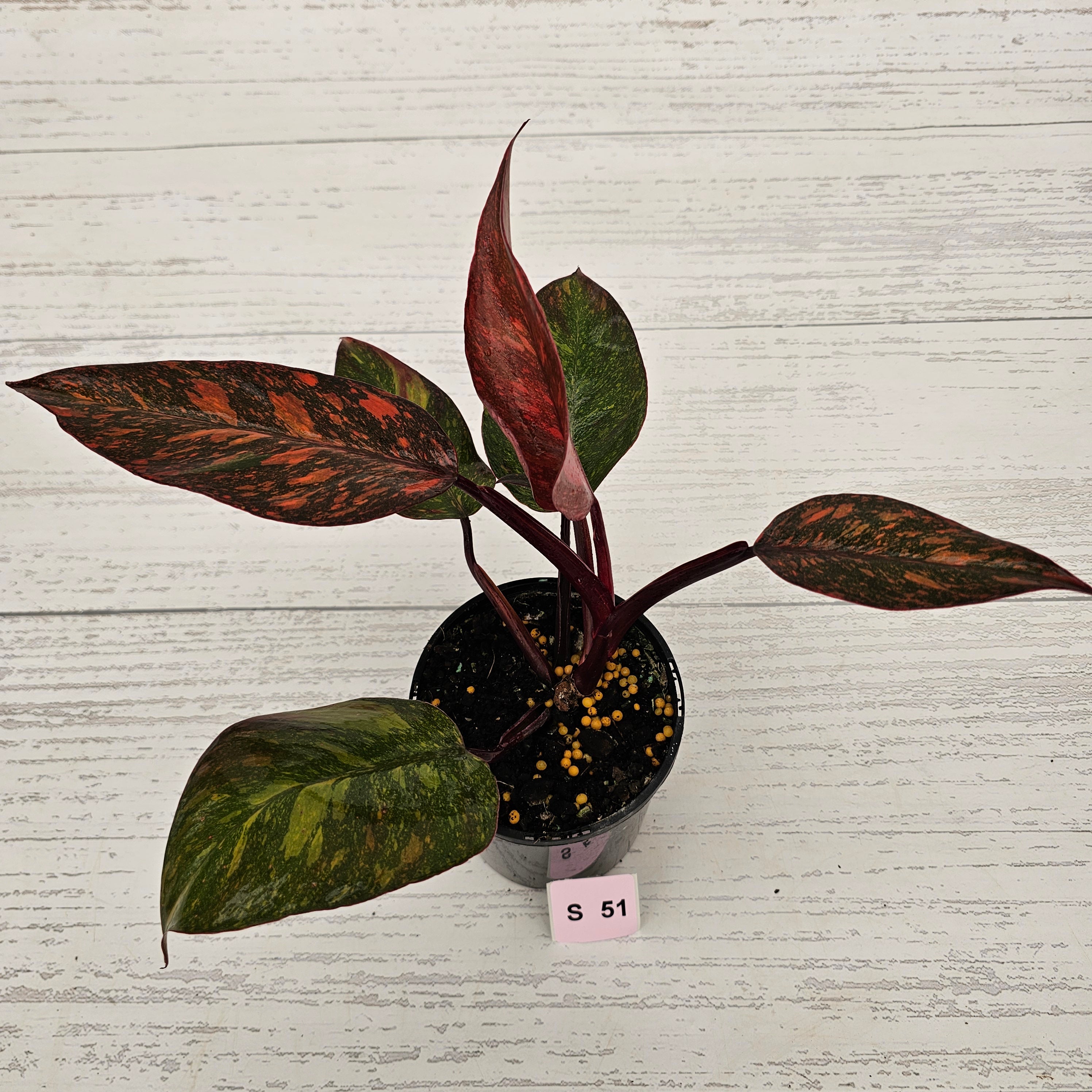 Philodendron 'Orange Princess'