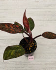 Philodendron 'Orange Princess'
