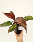 Philodendron 'Orange Princess'
