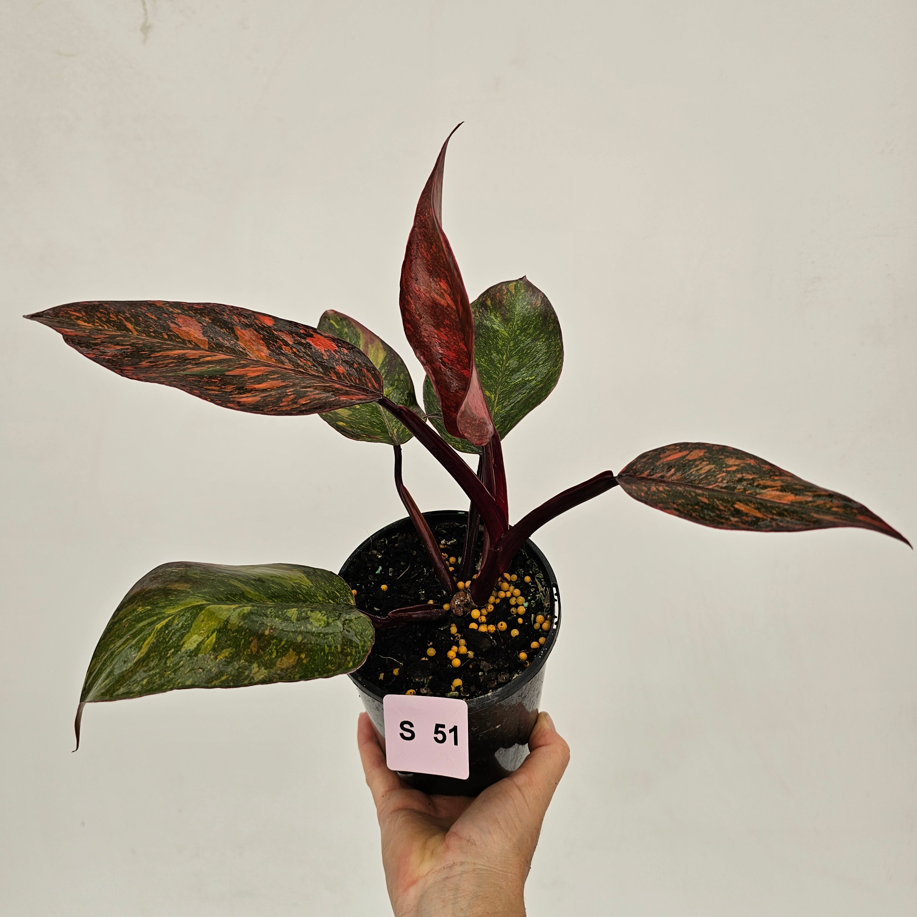 Philodendron 'Orange Princess'