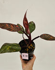 Philodendron 'Orange Princess'