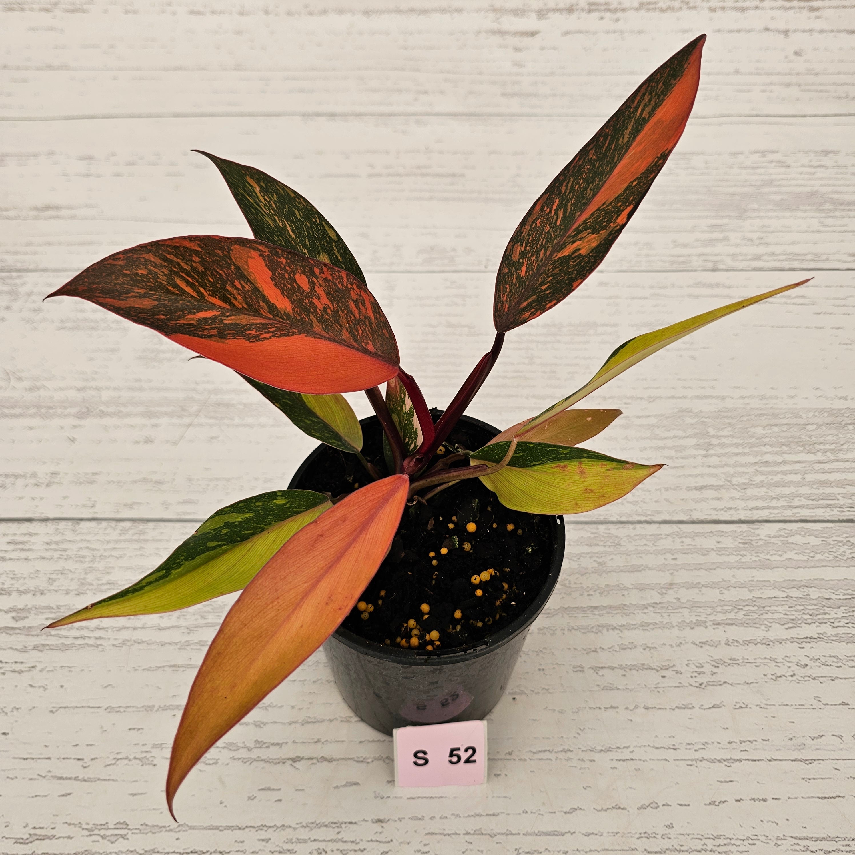 Philodendron 'Orange Princess'