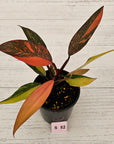 Philodendron 'Orange Princess'