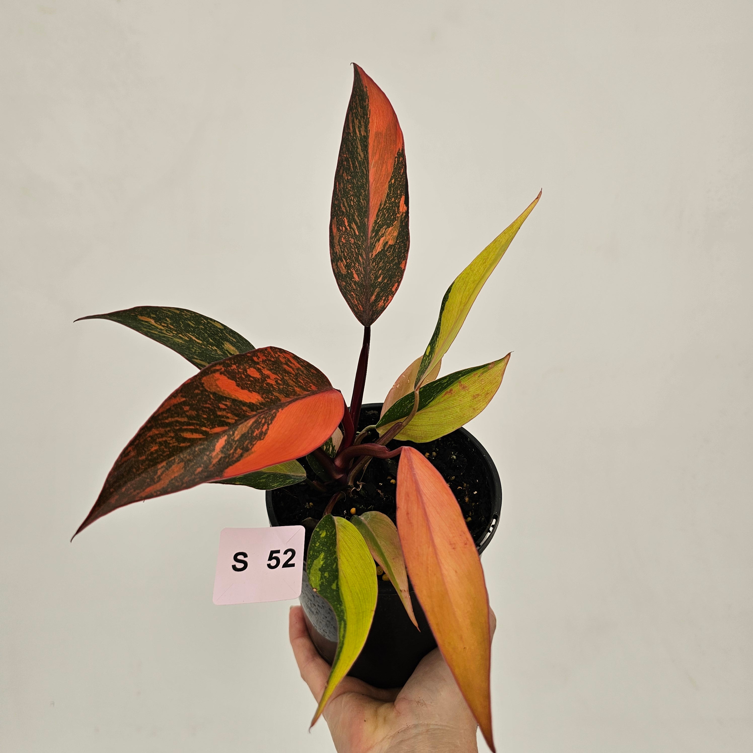 Philodendron 'Orange Princess'