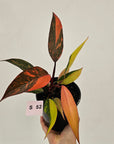 Philodendron 'Orange Princess'