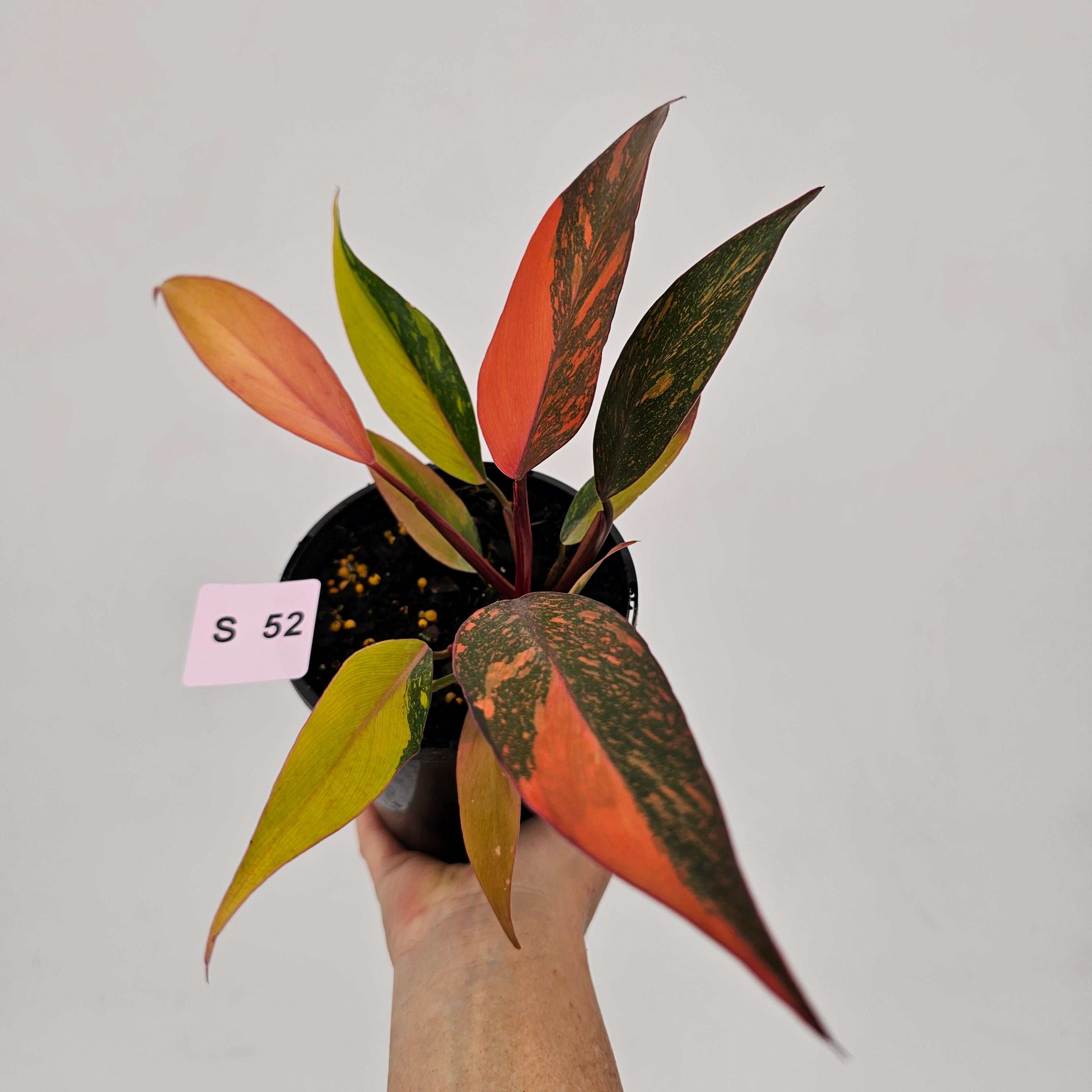 Philodendron 'Orange Princess'