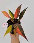 Philodendron 'Orange Princess'