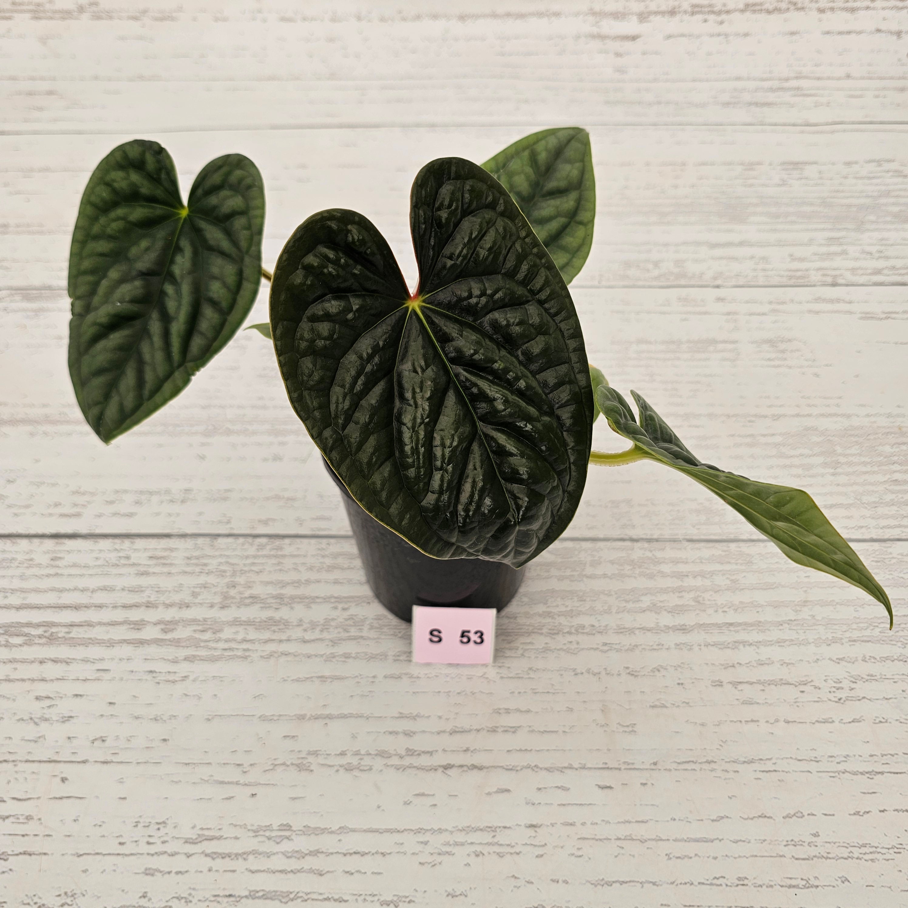 Anthurium Luxurians