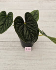 Anthurium Luxurians