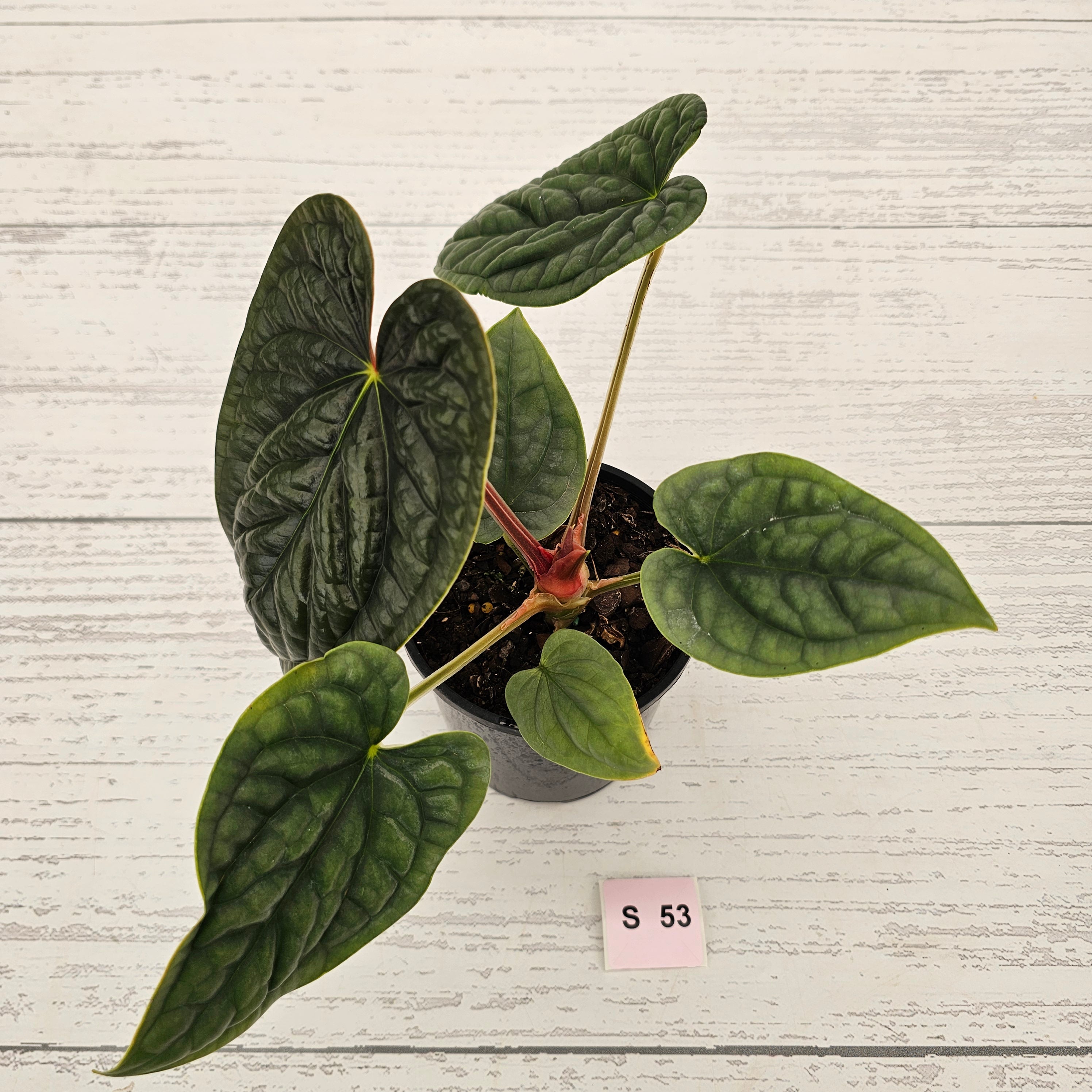 Anthurium Luxurians