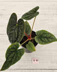 Anthurium Luxurians
