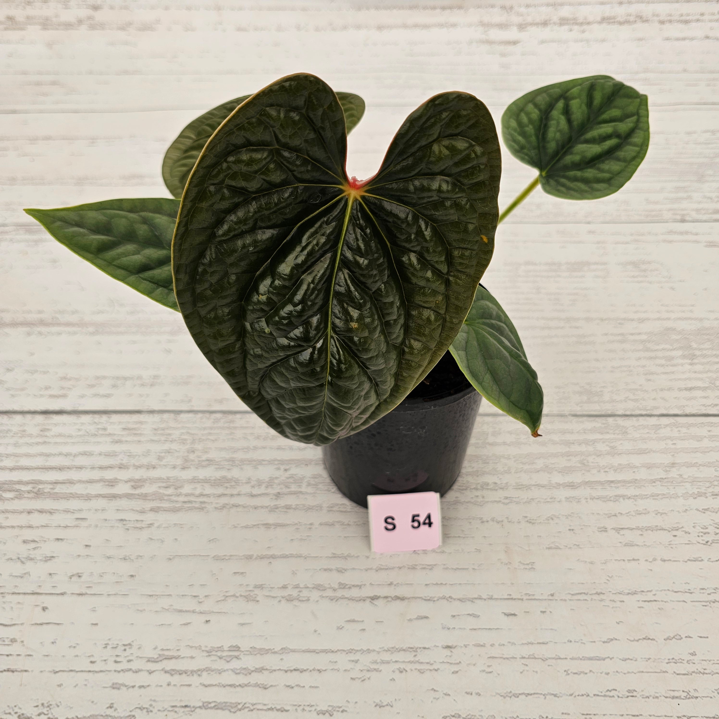 Anthurium Luxurians